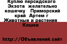 Куплю персидского “Экзота“ желательно кошечку - Приморский край, Артем г. Животные и растения » Кошки   